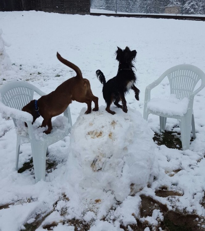Auch Hunde aus dem Süden mögen Schnee Tierheim Linth