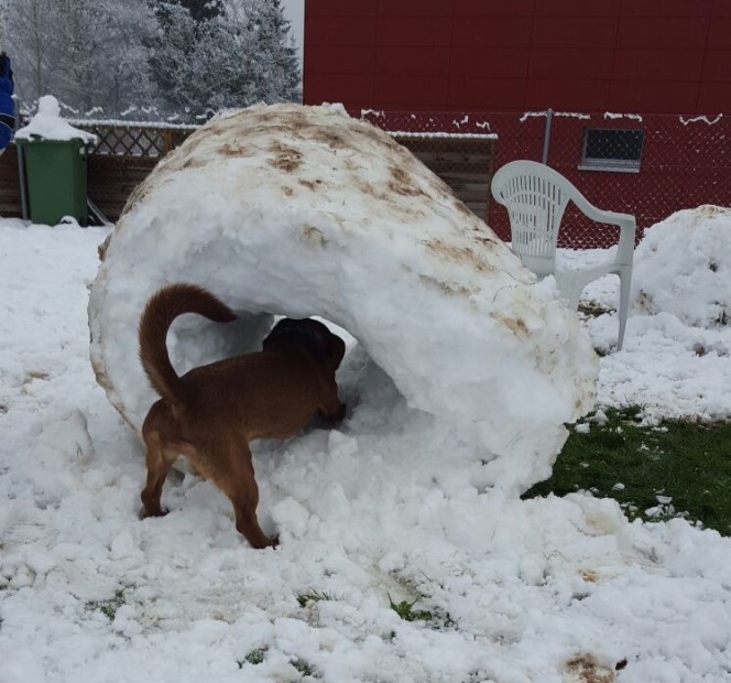 Auch Hunde aus dem Süden mögen Schnee Tierheim Linth