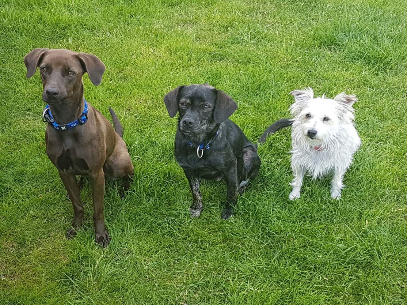 5 Neue Hunde Warten Auf Ihr Neues Zuhause Tierheim Linth